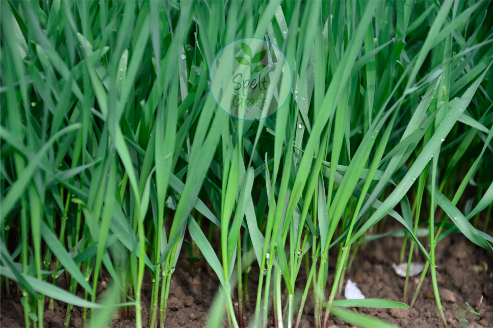 Our wheatgrass produce growing