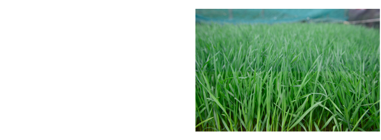 darker green wheatgrass more than wheat